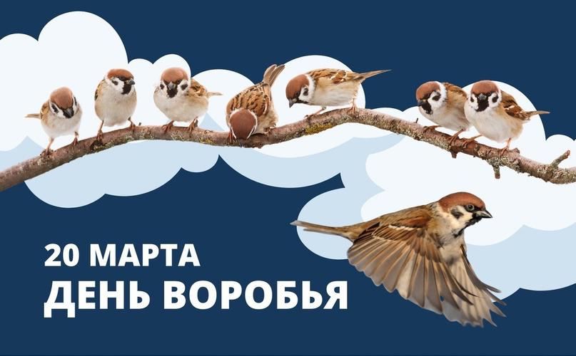 День воробья! День воробья!.